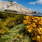 NOVA SCOTIA FISHERMAN Salt-N-Sea Body Scrub