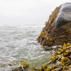 NOVA SCOTIA FISHERMAN Moisturizer (100 ml) Body Lotion with Sea Buckthorn and Shea Butter [Eligible for Letter Pack Plus]