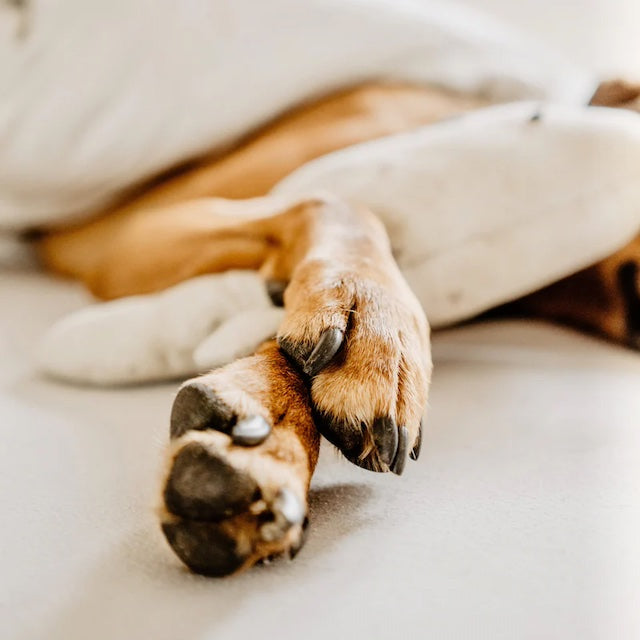 NOVA SCOTIA FISHERMAN（ノバスコシアフィッシャーマン）Pet Balm ペットバーム 【レターパックプラス対応】【レターパックライト対応】